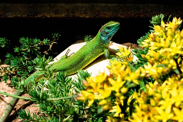 Flores Amarelas Florescentes Cercam Lagarto Verde Europeu Banhado Pelo Sol — Fotografia de Stock