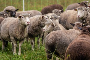Sonbahar mevsiminde otlayan koyunlar