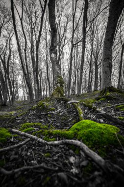 Ormanlıkta yeşil yosun