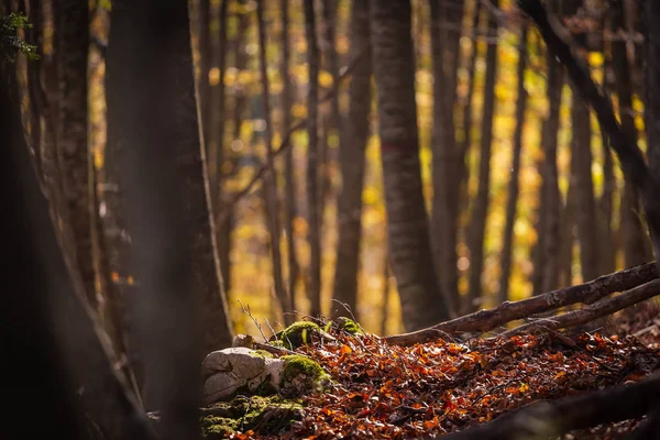 Sonbaharda Dağda Kayın Ormanı — Stok fotoğraf