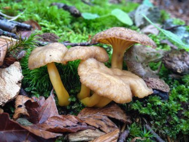 Ormanlıkta Chanterelles (Cantharellus lutescens)