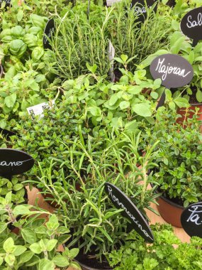 Fesleğen, baharat ve aromalı otlar.