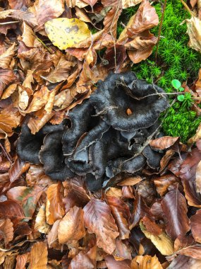 Ormanlıktaki siyah chanterelle