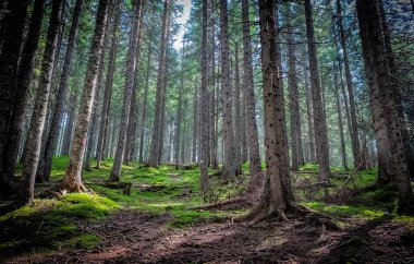 Ormanın içinde kimse yok.