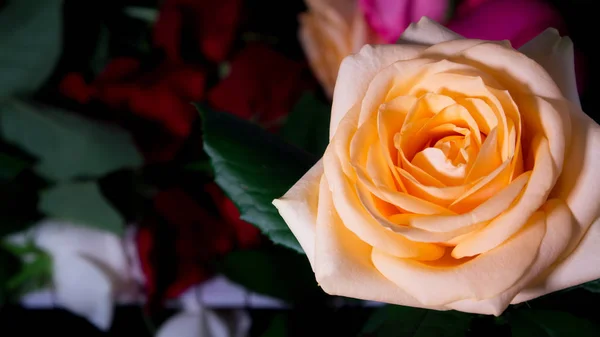 Vacker naken ros på bakgrunden av en bukett blommor. Födelsedag, 8 mars, internationell kvinnodag, 14 februari, Alla hjärtans dag, mors dag, blomdag. Kort, gåva, kärlek — Stockfoto