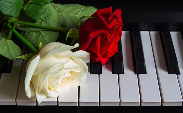 Två vackra blommor på pianot. Röda och vita rosor på ett musikinstrument. Födelsedag, 8 mars, internationell kvinnodag, 14 februari, Alla hjärtans dag, mors dag, blomdag. Kort, gåva, kärlek — Stockfoto