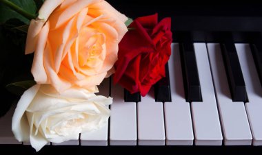 Piyanonun üzerinde üç renkli gül. Müzik enstrümanında çiçekler. Doğum günü, 8 Mart, Uluslararası Kadınlar Günü, 14 Şubat, Sevgililer Günü, Anneler Günü, Çiçekler Günü. Kart, hediye, romantizm, tarih, aşk