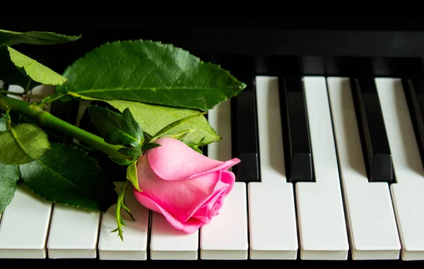 En liten rosenknopp på pianot. Blomma på ett musikinstrument. Födelsedag, 8 mars, internationell kvinnodag, 14 februari, Alla hjärtans dag, mors dag, blomdag. Kort, gåva, romantik, datum, kärlek — Stockfoto