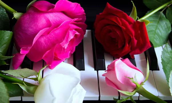 Fyra färgade rosor på pianot. Blommor på ett musikinstrument. Födelsedag, 8 mars, internationell kvinnodag, 14 februari, Alla hjärtans dag, mors dag, blomdag. Kort, gåva, romantik, datum, kärlek — Stockfoto