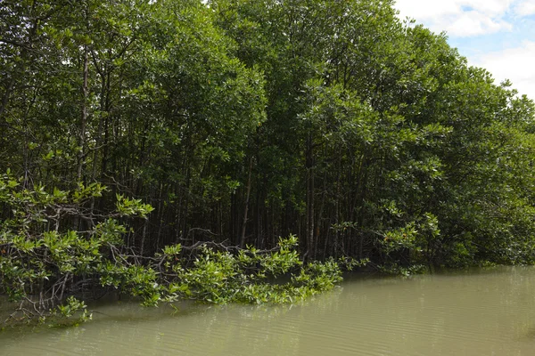 강에 맹그로브 나무 — 스톡 사진