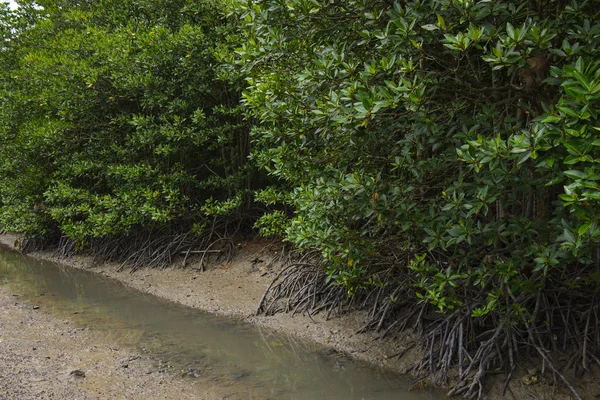 Uma floresta de mangue — Fotografia de Stock