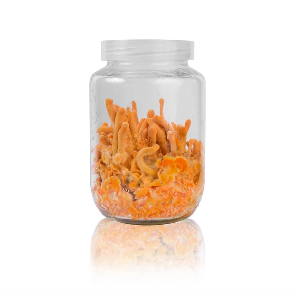 Taze Cordyceps cam şişelerde