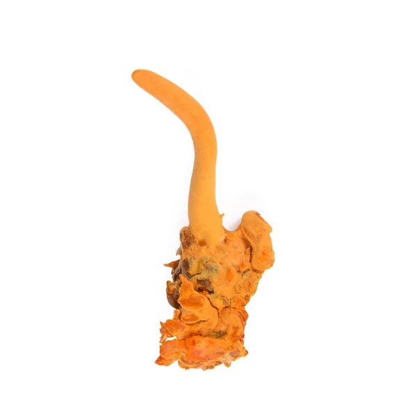 Geleneksel Çin tıbbı kullanılan Cordyceps mantar - Stok İmaj