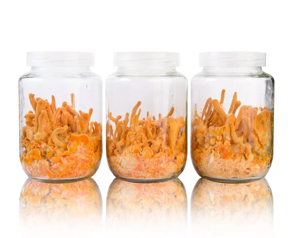 Üç taze Cordyceps cam şişelerde