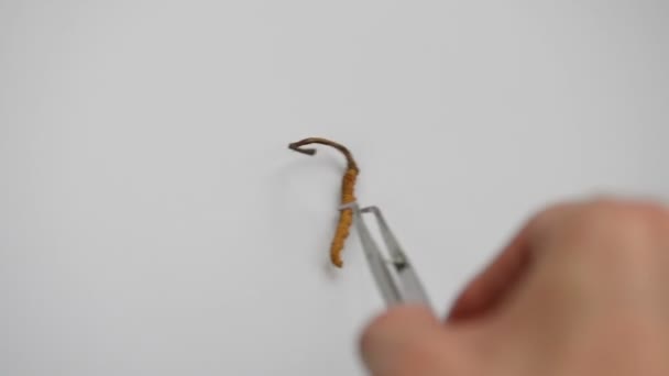 Groep cordyceps sinensis — Stockvideo