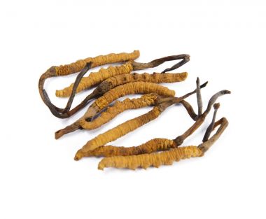 Geleneksel Çin tıbbı cordyceps sinensis
