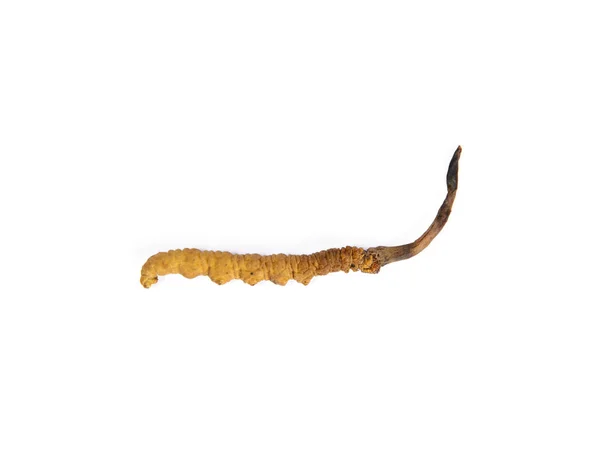 Cordyceps sinensis.isolated auf weißem Hintergrund. — Stockfoto