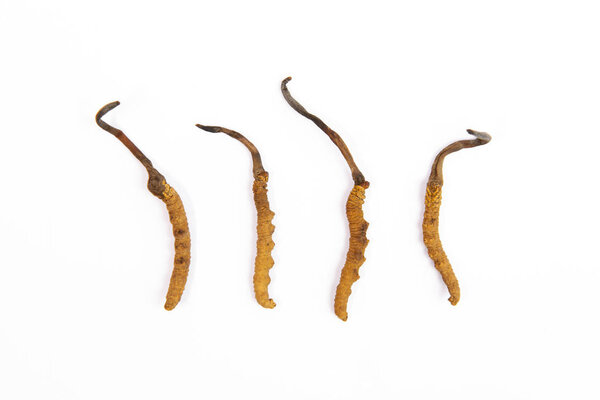 Group of cordyceps sinensis