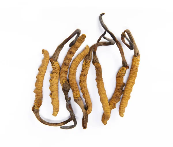 Cordyceps sinensis king of traditional chinese medicine — Stock Photo, Image