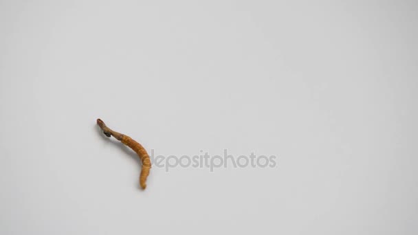 Cordyceps sinensis rei da medicina tradicional chinesa — Vídeo de Stock