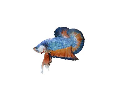 Kırmızı balık mücadele mavi