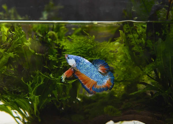 Red and blue betta fish — Stock Photo, Image