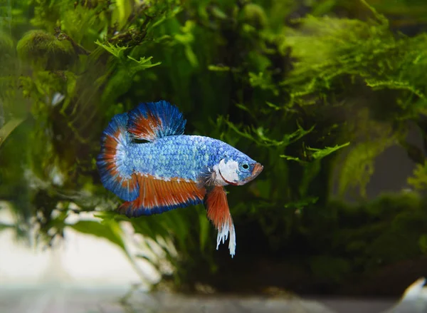 Daha iyi balık Tayland