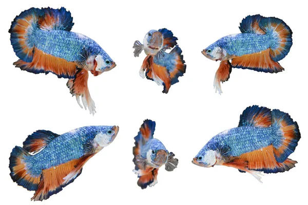 Šesti siamská bojová ryby — Stock fotografie