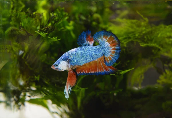 Siyam mücadele balık