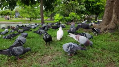 4k yemek yeme güvercin akın