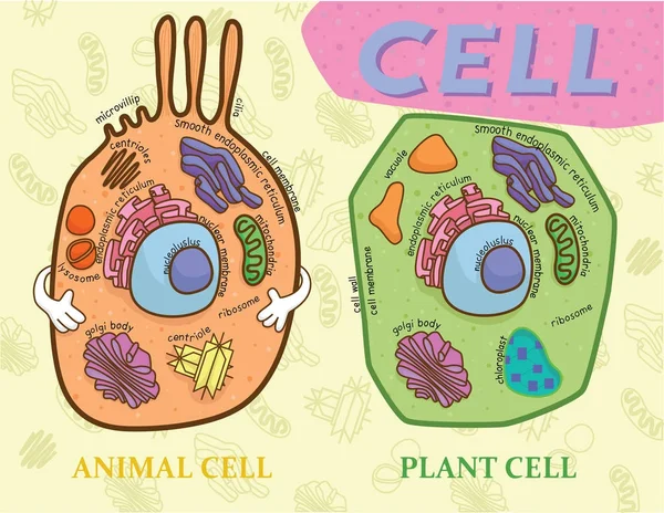 Tabla de educación de biología para células animales y diagrama de células vegetales — Vector de stock