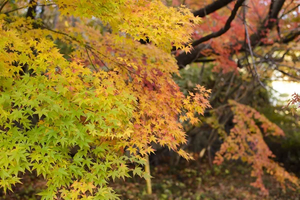 色とりどりの紅葉の背景 — ストック写真