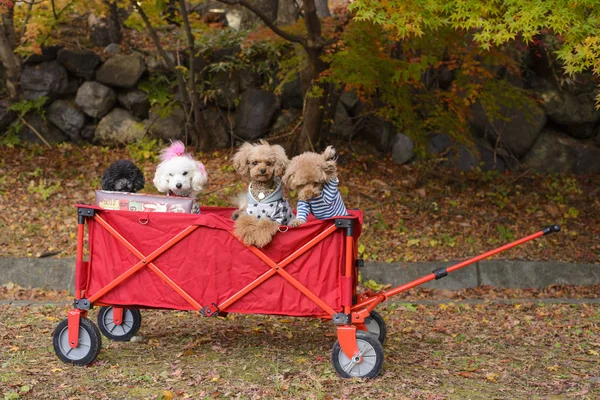 The dogs in a red cart with autumn park