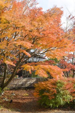 sonbahar bir Japon bahçesi ile akçaağaç