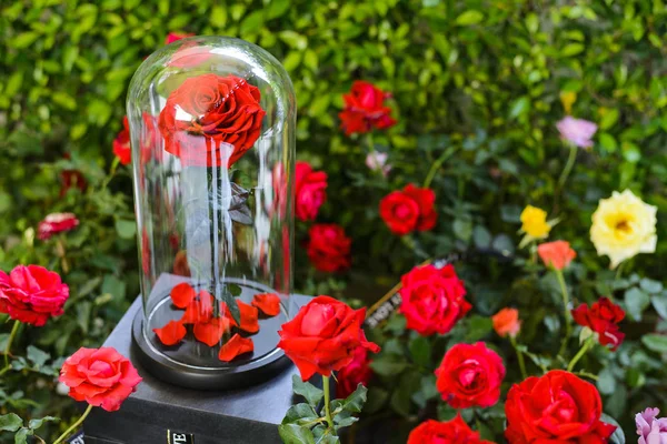 Bahçedeki şişedeki ebedi güller