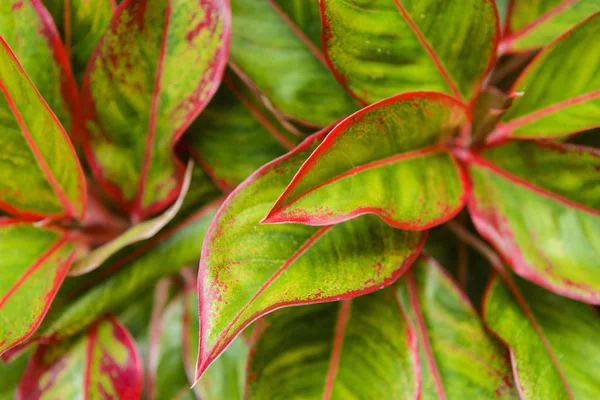 Birden Fazla Renk Aglaonema Yaprak Yüzeyinde Detay Canlı Kırmızı Yeşil Stok Resim