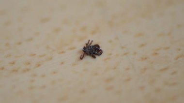 Pestisitler yedikten sonra keneler die