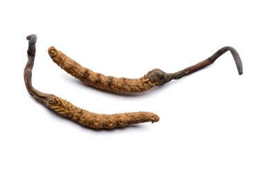 İki taze cordyceps sinensis. Beyaz arka plan üzerinde izole.