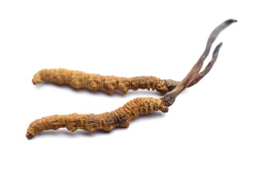 Cordyceps sinesis veya Himalaya altın. Beyaz arka plan üzerinde izole.