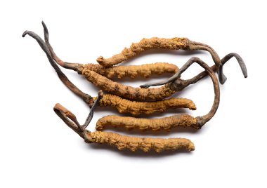 Cordycep sinensis otlar (Chong cao) Viagra.Isolated beyaz arka plan üzerinde.