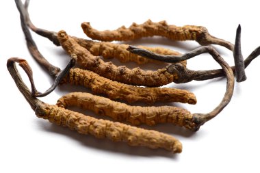 Himalayalar'da toplanan Cordycep sinensis Tibet otlar ve uyuşturucu