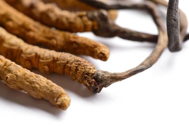 Çin mantar cordyceps. Beyaz arka plan üzerinde izole.