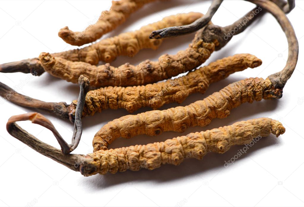 Group of fresh cordyceps sinensis.Isolated on white background.