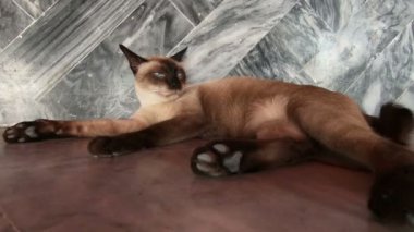 Siyam kedisi ya da Tay kedi