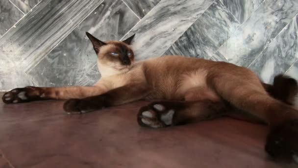 Siamese Kat Thaise Kat — Stockvideo