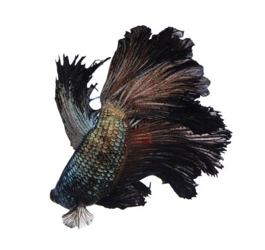 Güzel Tay siyah savaşçıları balık. Beyaz arka plan üzerinde izole.