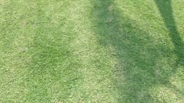 草を歩く — ストック動画
