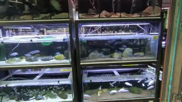 チャト チャックでのフィッシュ マーケットでバンコク タイ王国 2017 水槽の魚 — ストック動画