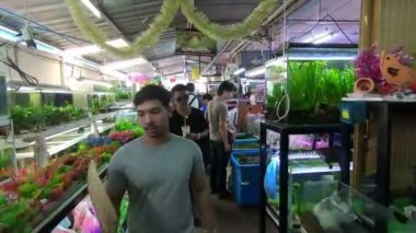 Bangkok, Tayland - 11 Şubat 2017: Akvaryum balık Balık Jatujak veya Chatuchak Hafta sonu Pazar pazarı içinde