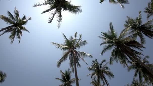 Palm Leaves Beautiful Blue Sky Background — Stock Video